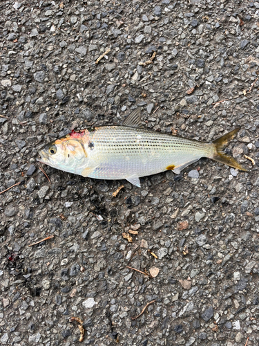 コノシロの釣果