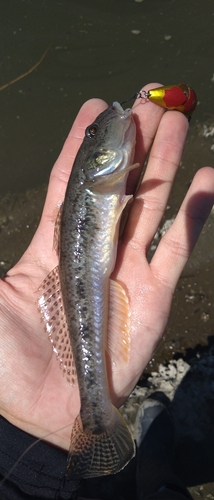 ハゼの釣果