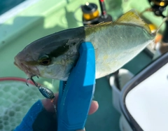 ショゴの釣果