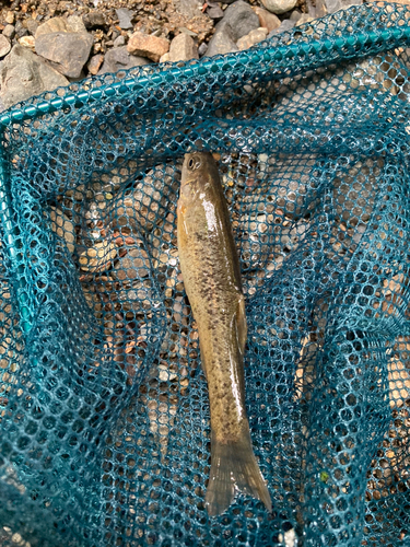 アブラハヤの釣果