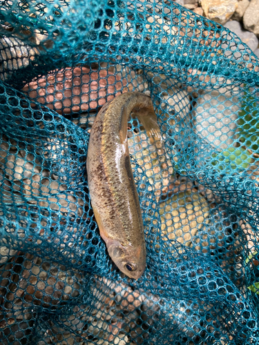 アブラハヤの釣果