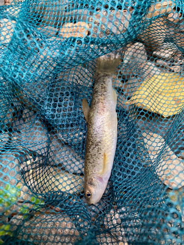 アブラハヤの釣果