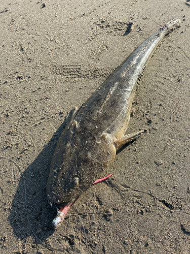 マゴチの釣果