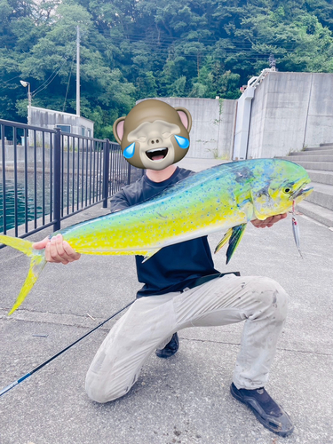 シイラの釣果