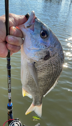 キビレの釣果