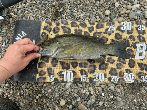 スモールマウスバスの釣果