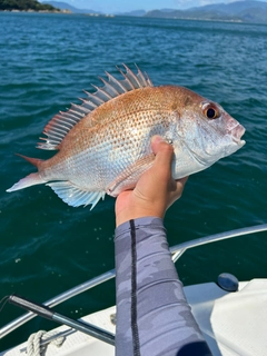 マダイの釣果