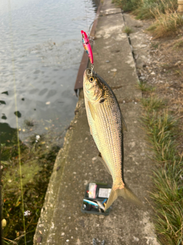 コノシロの釣果