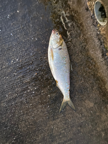 イシモチの釣果