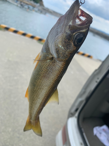 クロムツの釣果