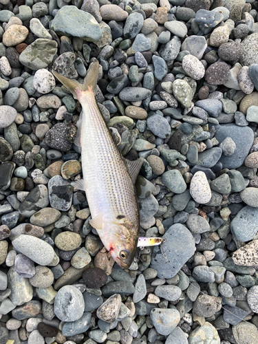 コノシロの釣果