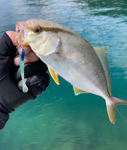 ショゴの釣果