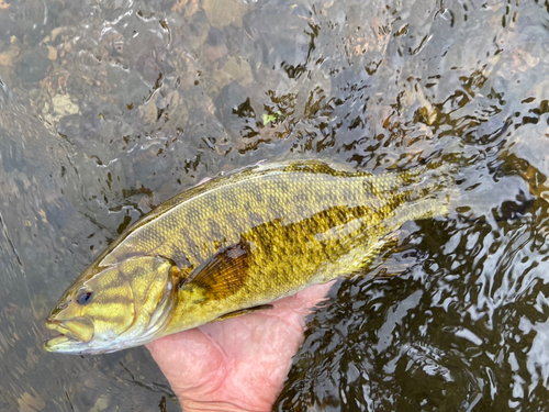 スモールマウスバスの釣果