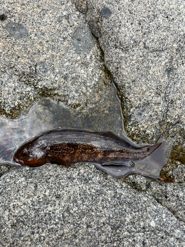 アイナメの釣果