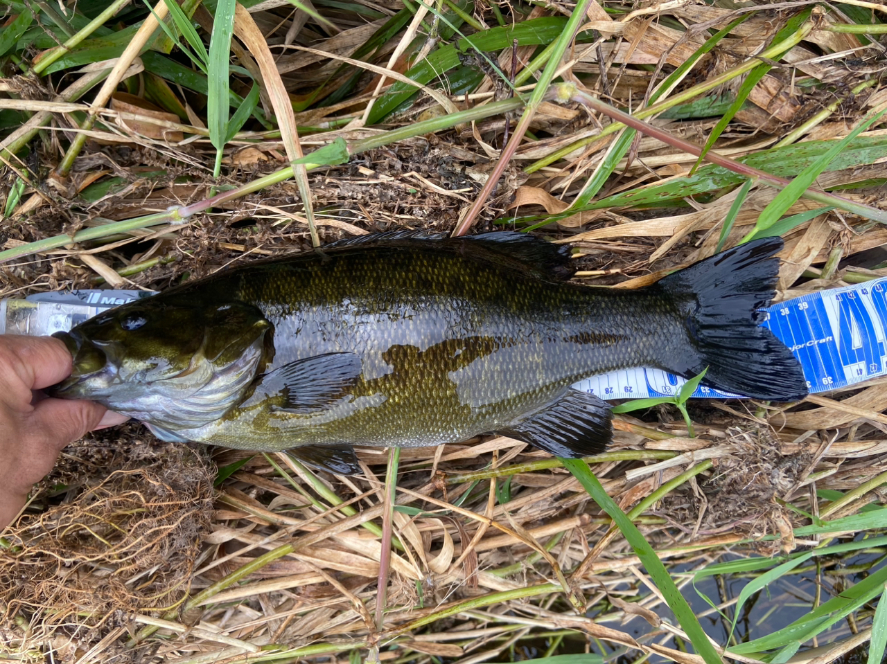 スモールマウスバス