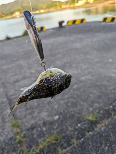 フグの釣果