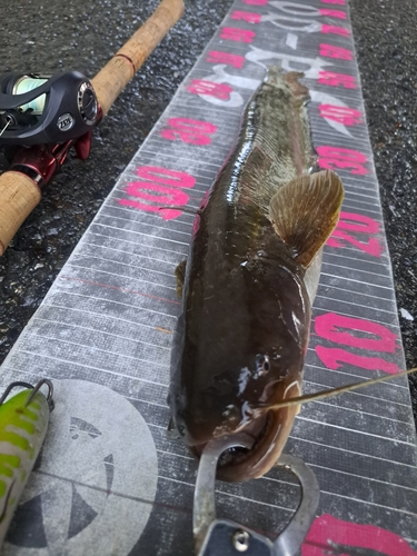 ナマズの釣果