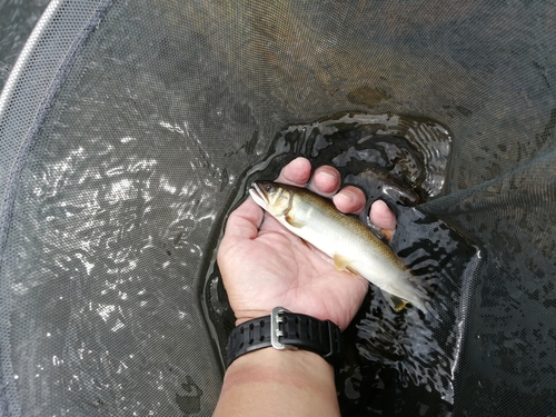 アユの釣果