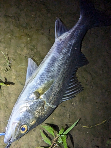 フッコ（マルスズキ）の釣果