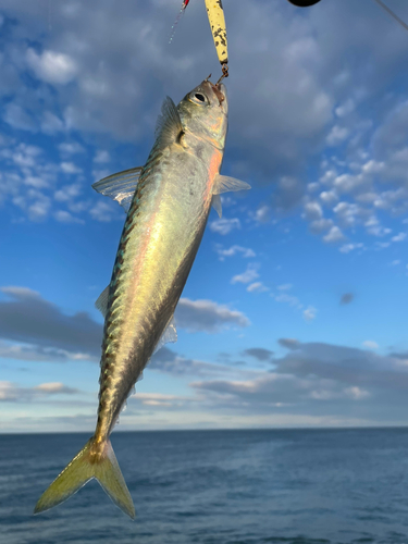 マサバの釣果