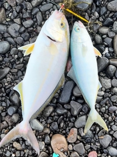 ショゴの釣果