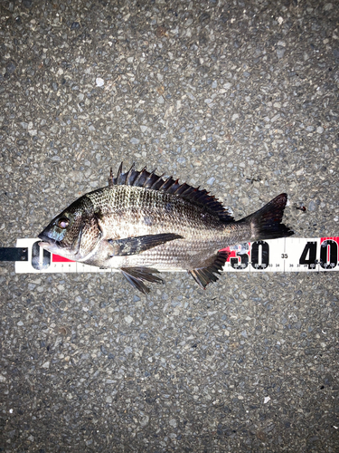 クロダイの釣果