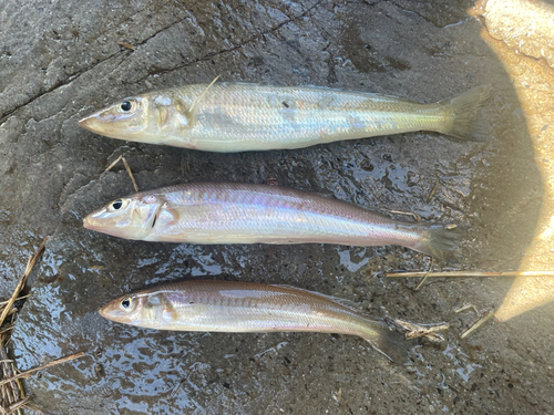 キスの釣果