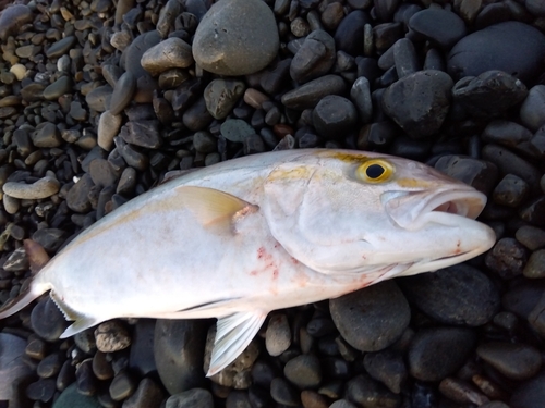 カンパチの釣果