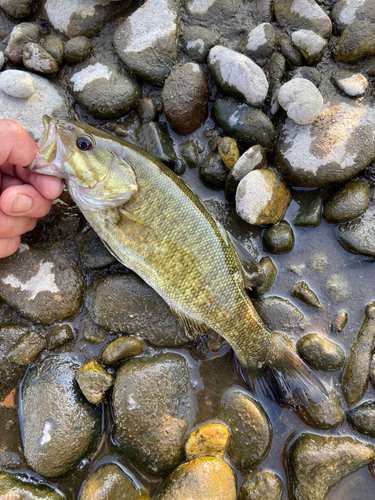 スモールマウスバスの釣果