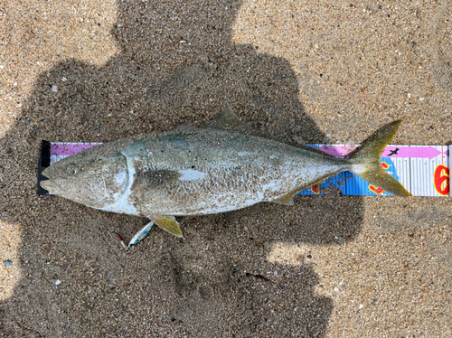 イナダの釣果