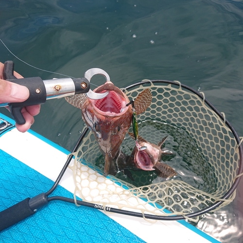 オオモンハタの釣果