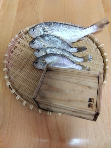 イシモチの釣果