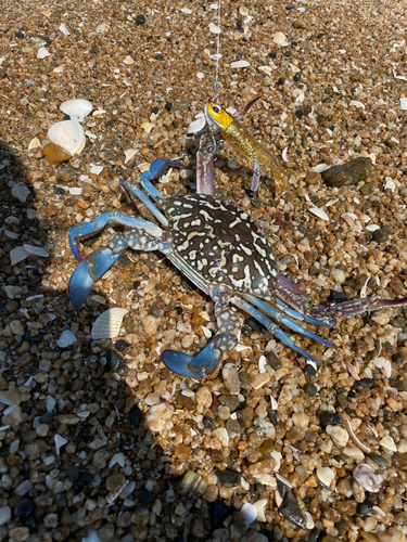 ワタリガニの釣果