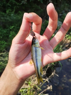 カワムツの釣果