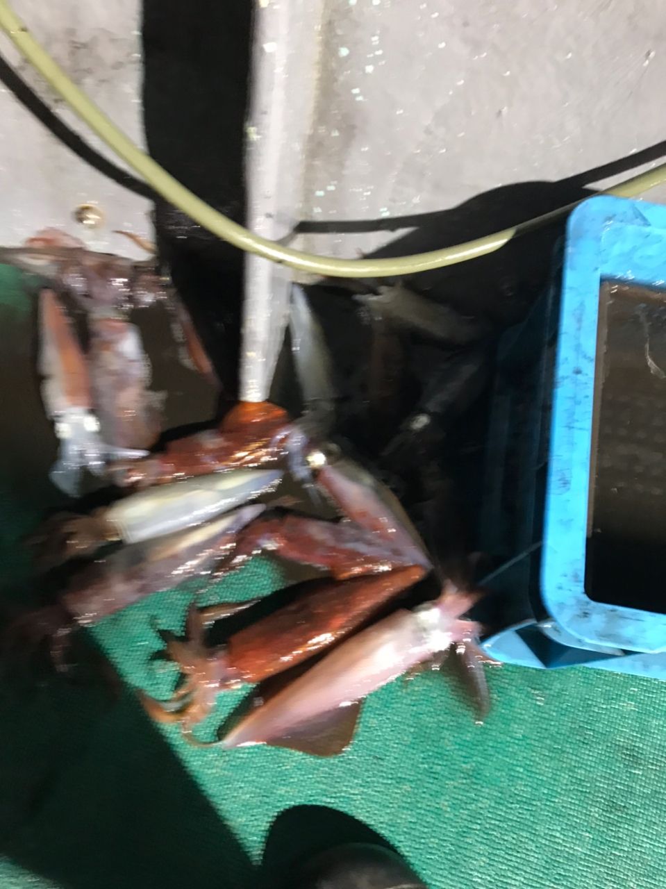 ポアッソンさんの釣果 2枚目の画像