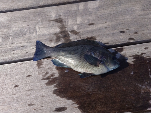 メジナの釣果