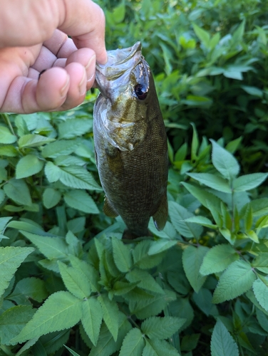 スモールマウスバスの釣果