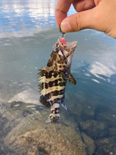 ヤイトハタの釣果