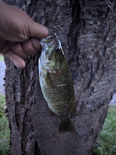 スモールマウスバスの釣果