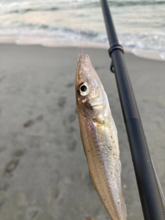 キスの釣果