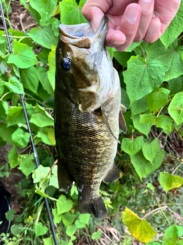 スモールマウスバスの釣果