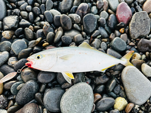 ワカシの釣果