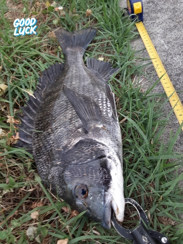 クロダイの釣果