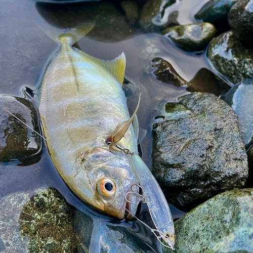 ギンガメアジの釣果