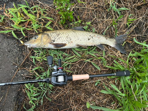 ニゴイの釣果