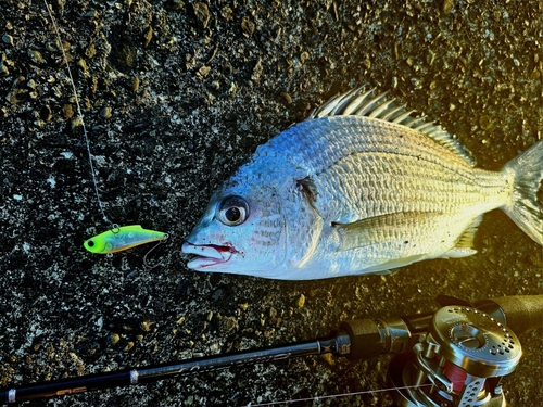 キチヌの釣果