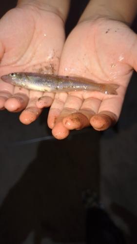 シロギスの釣果