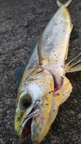 シイラの釣果