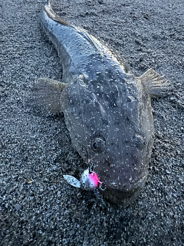 マゴチの釣果