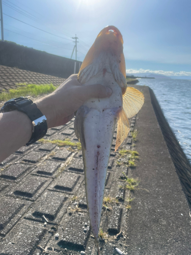 マゴチの釣果